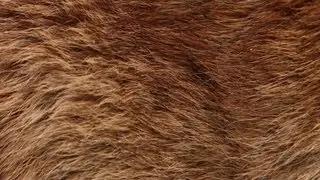 The 2 Bears - Bear Hug (Lyric Video)