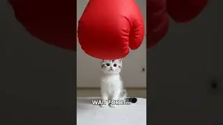 Tiny Kitten vs. Giant Boxing Glove 🥊 (Who wins?) #cat #kitten #shorts