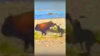 The wolf attacked the bison and was immediately hit in the jaw. #wolves