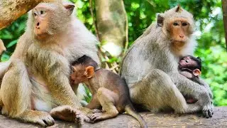 Very interesting baby Boran stealing milk with mom Brianna, Lovely mom Ellen feeding milk to Elayna
