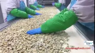 Clam Meat processing