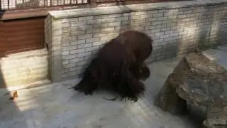 Borneo orangutan Elmar - ZR - Beo Zoo Vrt