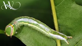 УГАДАЙТЕ, ВО ЧТО ПРЕВРАТИТСЯ ЭТА КРАСОТА! | Whacked-Out-Nature