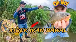 Mancing di rawa strek ikan bawal @TriYandFishing