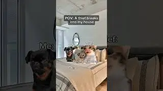 МЕМЫ С КОШКАМИ 🐱 Вор проник в мой дом #мемы с кошками #близкие #отношения