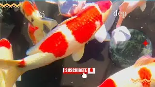 Ôi đam mê với Cá koi
