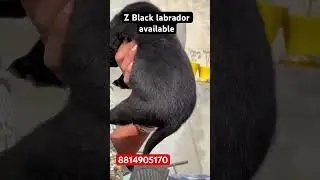 Z black labrador puppy available ❤️ #veterinarypharmacist #dog #pets #beagledog #puppy #labrador