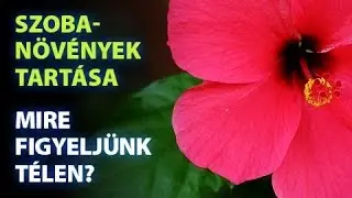 Szobanövények tartása - mire figyeljünk télen?
