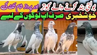 Piplan waly Resulted parwazi kabooter All setup for sale#kabootarbazi#pigeon#foryou #viralvideo#Bird