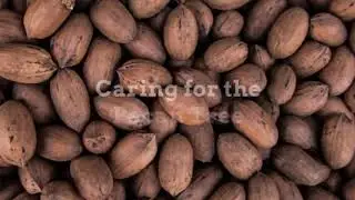 Ty Ty Nursery Explains How to Care for a Pecan Tree