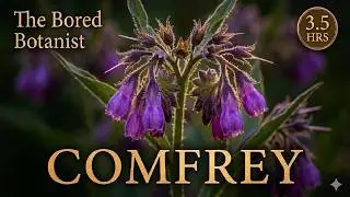 A 2000-Year History of Comfrey Root | 3 Hour Deep Sleep Story
