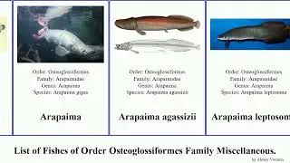 List of Fishes of Order Osteoglossiformes Family Miscellaneous. agassizii butterflyfish Arapaima