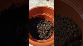 My sister plants an old plant in a new pot