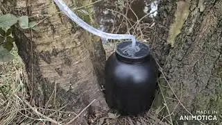 Birch sap tapping: the results