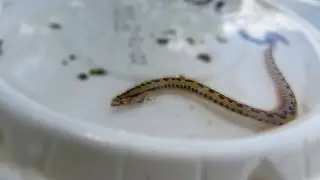 Trying to save a Spotside Wormfish that was stranded