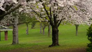 Toronto, Canada 4K 60fps Walking Tour - High Park Cherry Blossoms