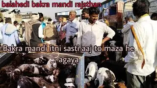 balahedi bakra mandi rajsthan Details price live video vlog