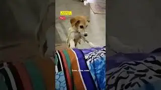 Desi dogs | ye hai Laali indian dog 🐕❤️ #shorts