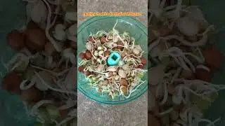 Healthy food for Cocktail and Conure #shorts #health #food #cocktail #conure