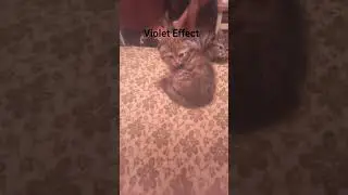 Эффект Фиолетового #violeteffect