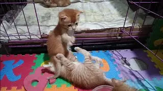 Gemasnya lihat anak anak kucing lagi bermain