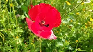 Wildblumen