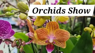 Orchids Show and sale. San Diego, California. October 27, 2024.