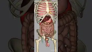 3D look of your Renal system (Urine forming machine)