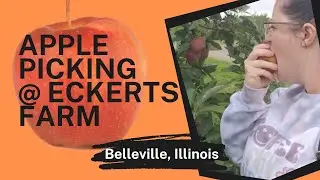 Apple picking at Eckerts Farm | Belleville, Illinois