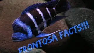 Cyphotilapia Frontosa Facts/Frontosa Care