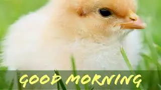 Good Morning video, Beautiful whatsapp status, whishes/Greetings/qoutes/sms/Gif/Message video/Shorts