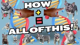 Predicting French Bulldog Litter Color Combinations: Fool-proof Guide for Breeders
