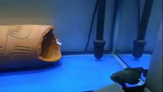 Red tail cad fish and oscar fish Feeding home aquarium  day 25
