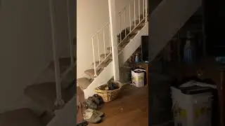 Squirrel Tail Cat
