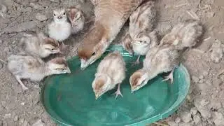 Little teetar chicks feeding tips and tricks || grey francolin chicks feeding tips || Teetar