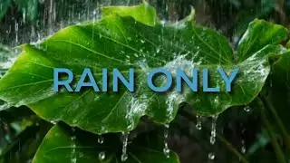 Heavy Jungle Rain ⛈️ | Deep Focus & Study Sounds (No Music)