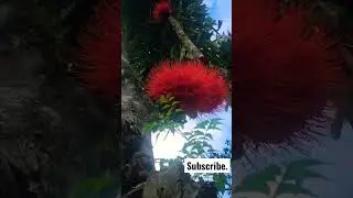 The Most Amazing Flower in the Amazon, Cruzcaspi