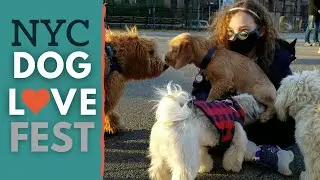 COVID Brooklyn Dog Party | Dog Park Vlog #1