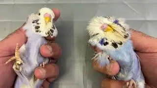 Violet Budgerigar Genetics, it's confusing.