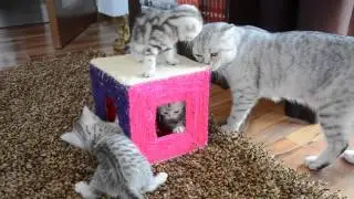 Scottish fold kittens growing up