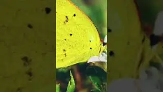 Meaning of Yellow Butterfly🦋💛