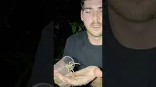 Handling The DEADLIEST SPIDER In SOUTH AMERICA! #wanderingspider #spider #spiders