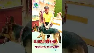 Free Adoption at Global Pet Shop|German shepherd mix breed| contect 7007950024, #azamgarh