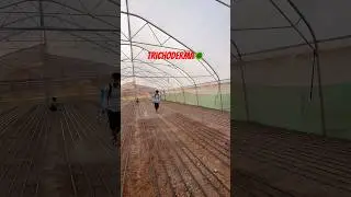 Before we are grow plant pray trichoderma🦠🌱 #gardenplants #farm #plants