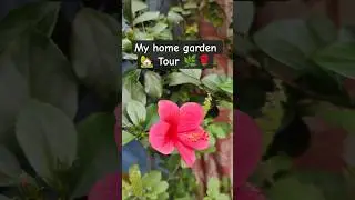 Winter Home Garden Tour part 2 🌿 | Mere Ghar Ka Garden #sanjuskitchen #garden #minivlog