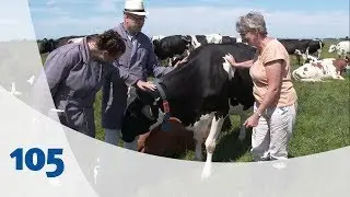Cor gaat koe-knuffelen | Droomwolk