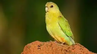 GOLDEN SHOULDERED PARROT -  Artemis Station, Australia