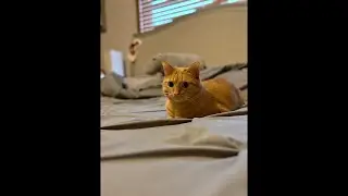 Cats :3