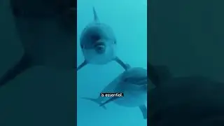 The Wild Animal Unique Personality Award is back! #shorts