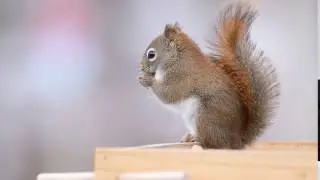 Nikon D5600 Video Sample #1 - 1080/60p